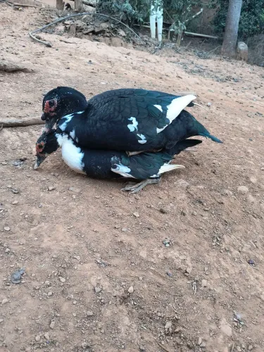Vendo ou troco patos canadenses por galinhas de raça