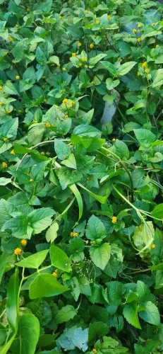 JAMBU OU AGRIÃO DO PARÁ