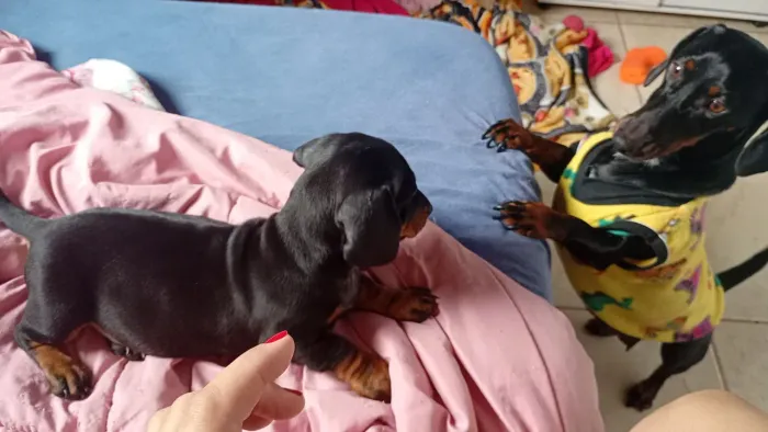 Filhote daschund