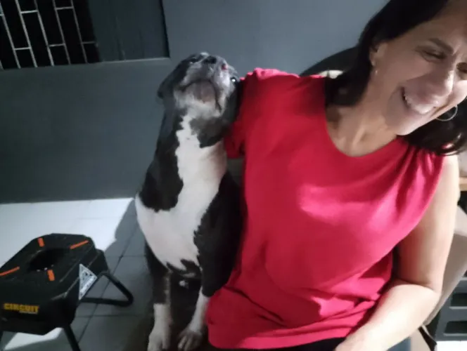 DOAÇÃO Pit Bull