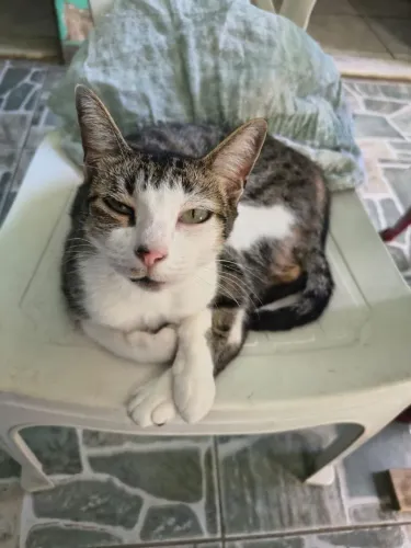 Gatinha pra adoção!