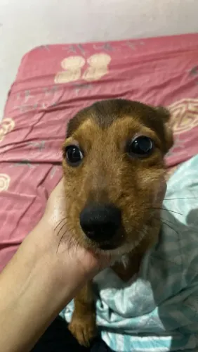 Procurasse cachorro
