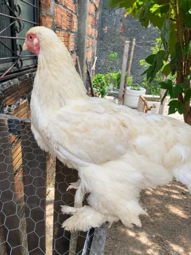 Galinha brahma