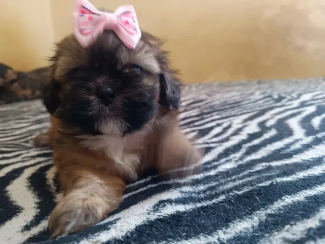 VENDO SHIH TZU FÊMEA