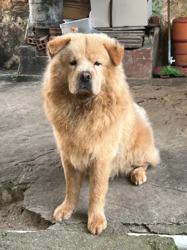 CHOW CHOW