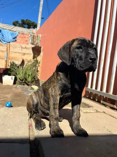 Cane corso