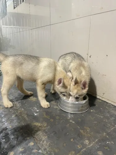 Filhotes de Husky Siberiano