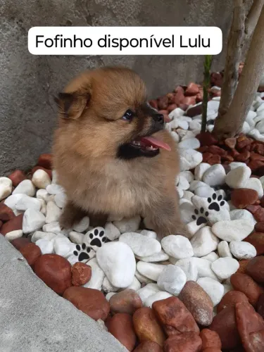 Fofo Lulu dá Pomeranea macho ?