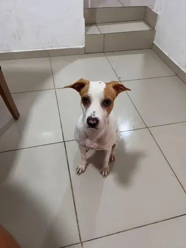 Doação de cachorrinha