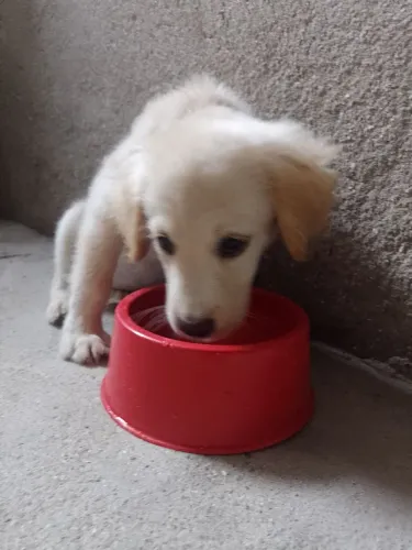 Cachorrinha (Mel) em adoção 