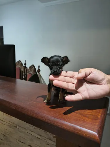 Pinscher lindo