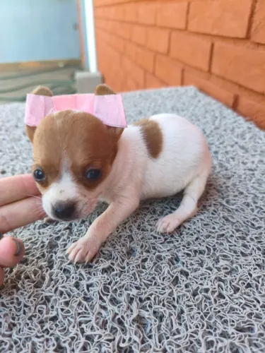 Filhotes de pinscher esperando por você