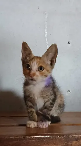 Gatinha tricolor