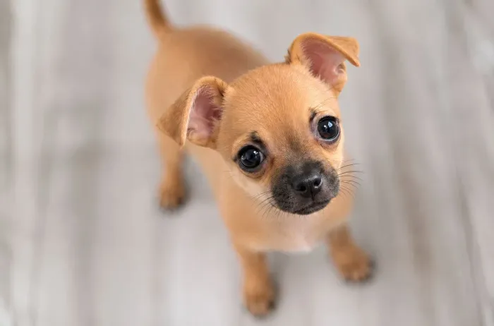 Pinscher