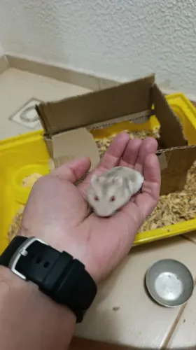 Hamster - Filhote 1