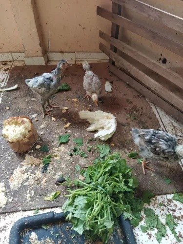 Vendo pintinhos gsb.varias idades