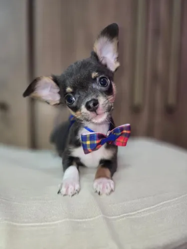 Chihuahua BLUETAN macho pelo curto