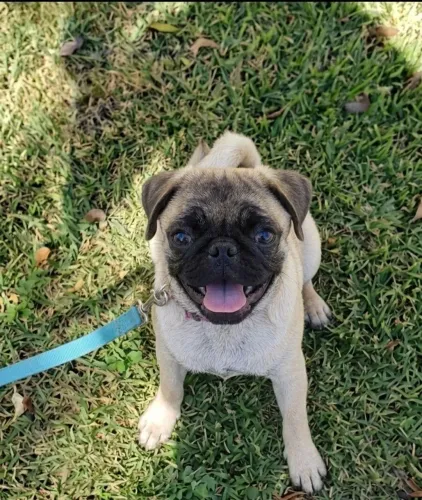 Pug