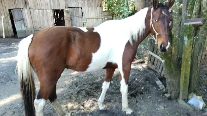 Cavalo Pampa