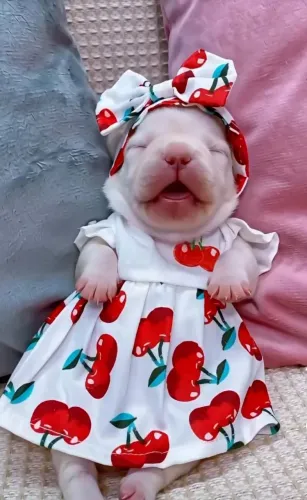 Filhote de cachorro.