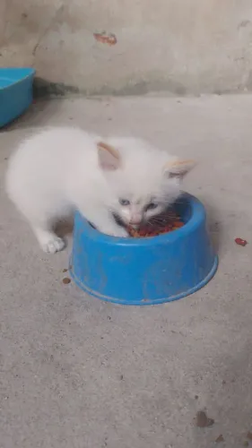 Gatinho macho 40 dias