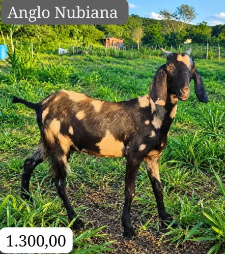 Cabra Anglo núbiana