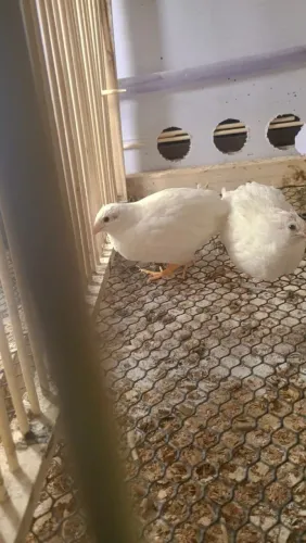 Casal de codorna chinesa brancos