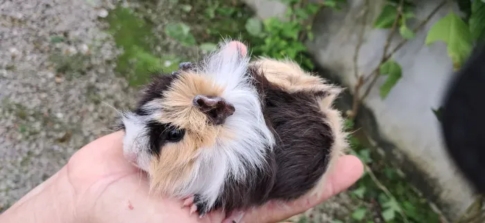 Mini porquinha da Índia - Anã
