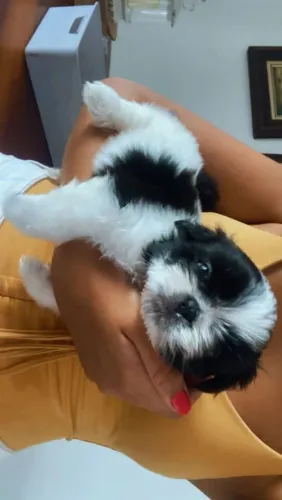 Shih tzu Bebês disponíveis hoje