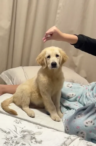 Vende-se Filhote Fêmea Golden Retriever CBKC