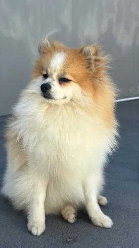 Spitz alemão macho disponível para cruzar 