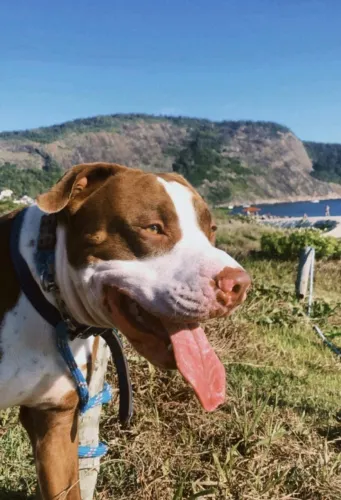 Cachorro Pitbull
