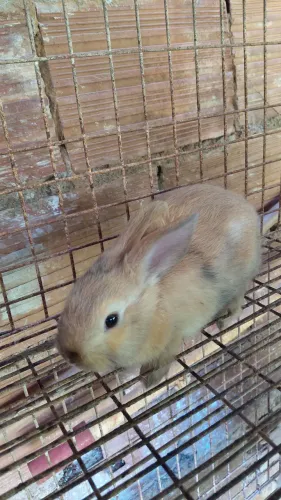 Coelhos