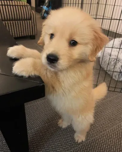 Golden charmoso
