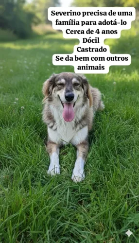 Adote um Aumigo