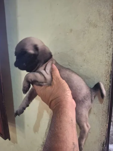 Lindos filhotes de pug, temos fêmeas e machos