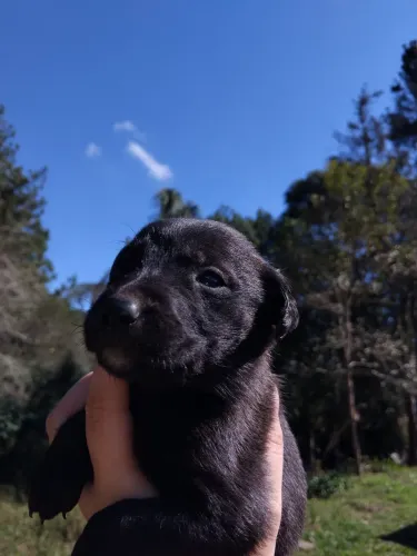 Cachorrinhos médio porte para doação ?