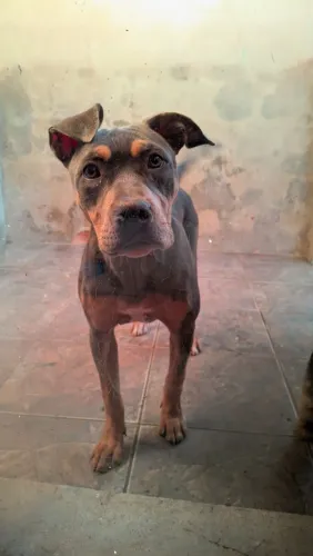 American Bully fêmea 6 meses 