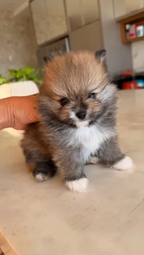 Lulu da Pomerânia | Filhotes