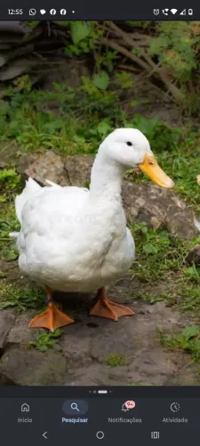 Patos no precinho, pra fazer a felicidade do seu sítio ou quintal