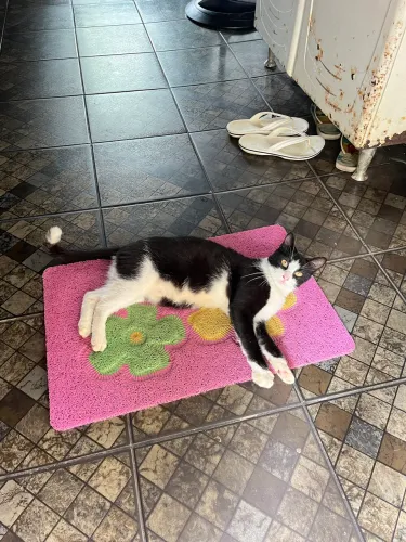 Doação de gata fêmea