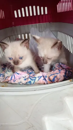 Gatinhas gêmeas para adoção 