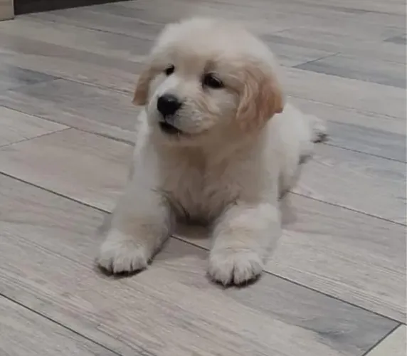 Filhotes de Golden Retriever | Energia sem fim.