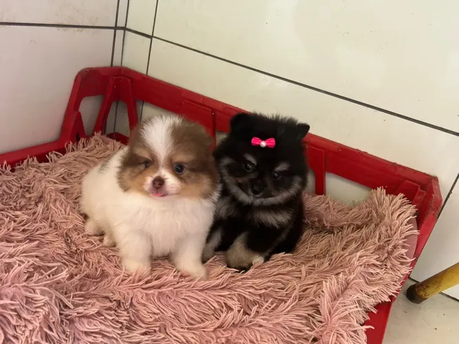 Filhote Spitz alemão