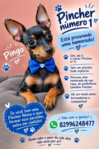 EM BUSCA DE UM AMOR PARA O NOSSO PINGO