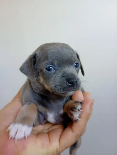 Pinscher1