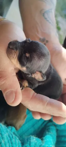Pinscher legítimo