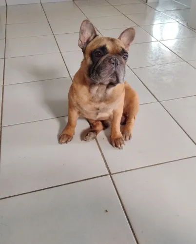 Cachorro bulldog