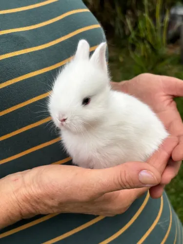 Coelho mini (Anão de Netherlands)