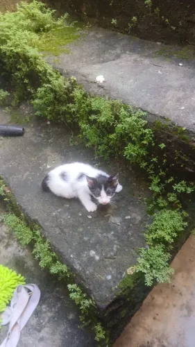 Gatinhos para Adoção